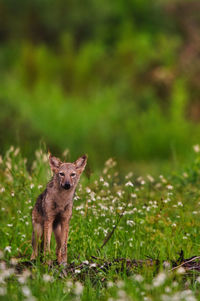 Portrait of a fox on field