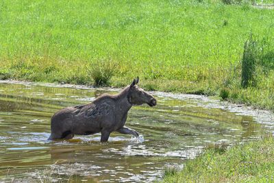 Side view of a horse in the lake