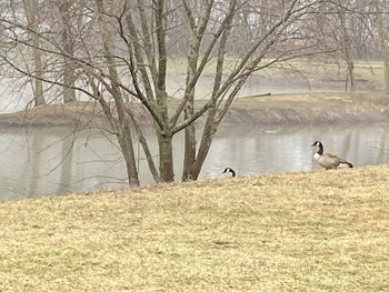 View of birds in lake