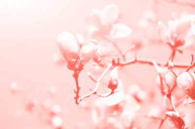 Close-up of pink flowering plant