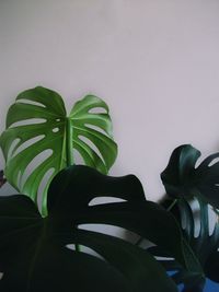 Close-up of plant against white background