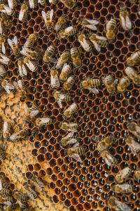Close-up of bee on honeycomb