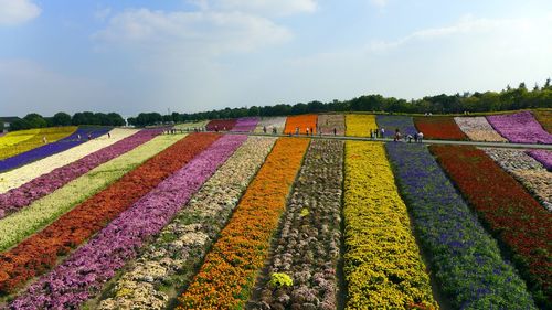 Multi colored agricultural field against sky