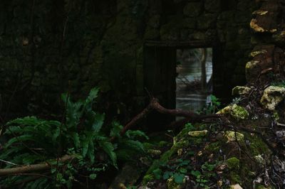 Trees growing in forest