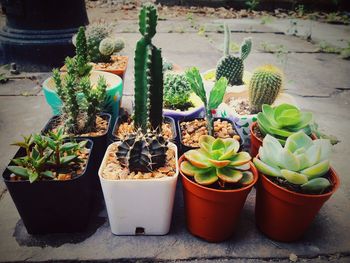 Potted plants