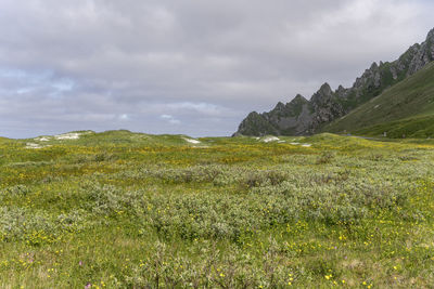 Scenic view of field against sky