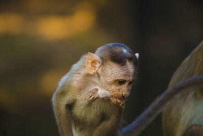 Close-up of monkey