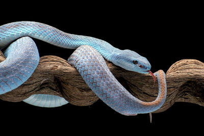 Close-up of snake against black background