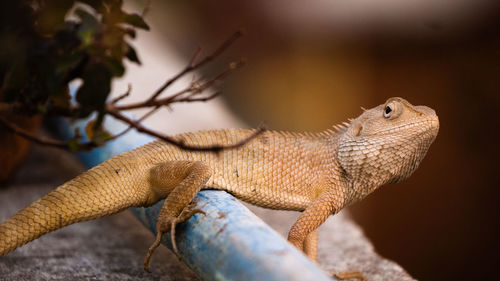 Close-up of lizard on tree