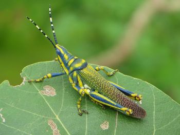 Close-up of insect on leaf