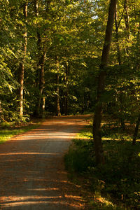 Road amidst trees in forest