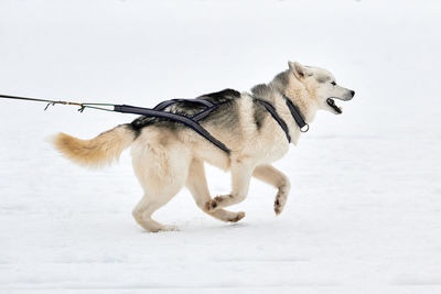 Running husky dog on sled dog racing. winter dog sport sled team competition. siberian husky dog