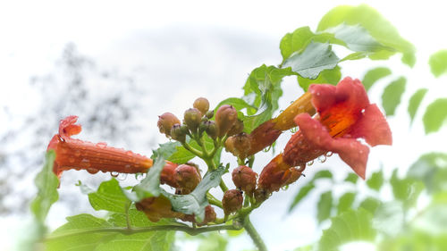 Close-up of flowers against sky