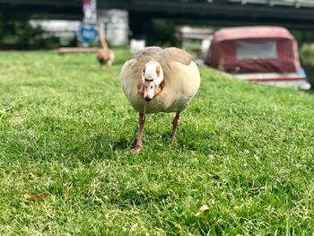 White duck on field