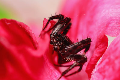 Close-up of insect pollinating on red flower