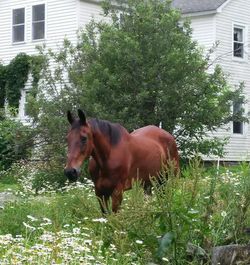 Dog standing on grass