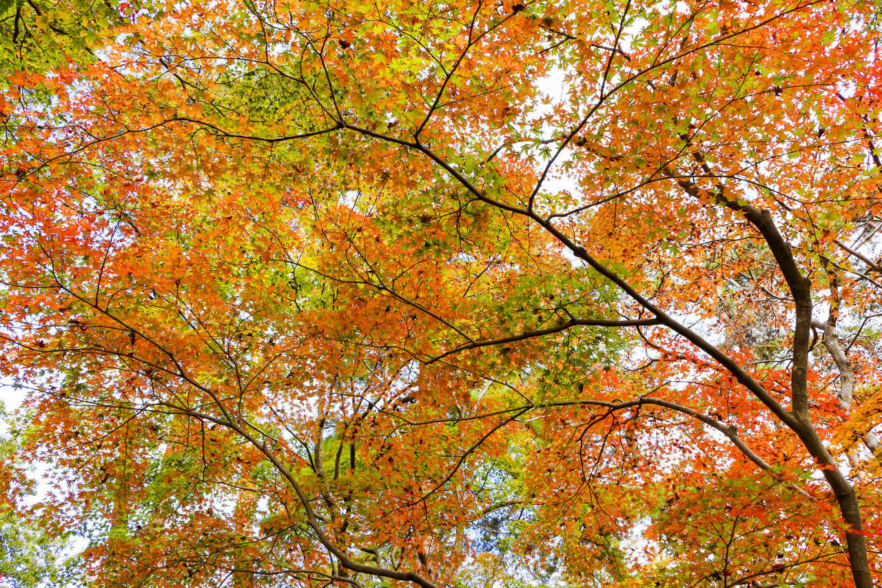 LOW ANGLE VIEW OF MAPLE LEAVES ON TREE