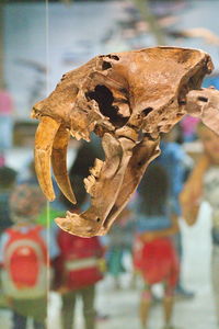 Close-up of animal skull