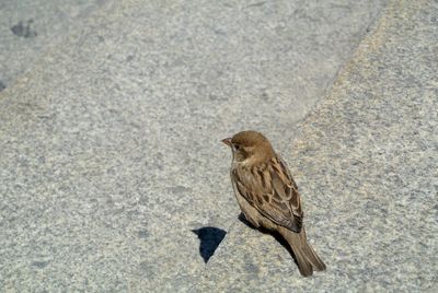 Close-up of bird perching on ground