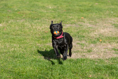 Black dog running on field