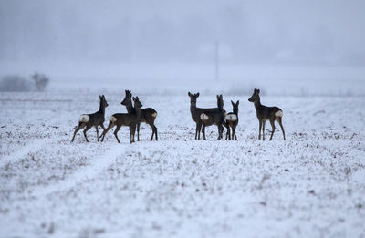 Horses on field against sky during winter