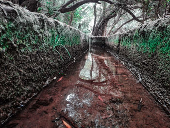 Reflection of trees in puddle