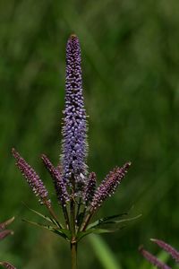 Close-up of purple flowering plant on field