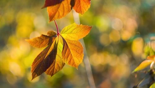 Close-up of autumnal leaves