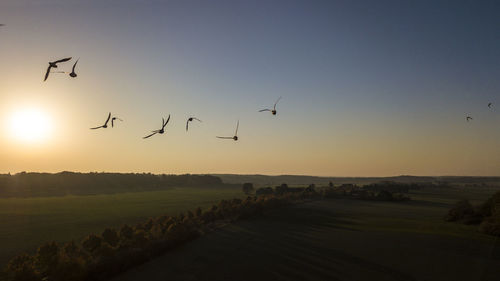 Flock of birds flying in the sky