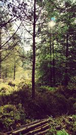 Trees growing in park