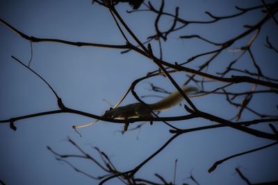 Low angle view of a bird flying