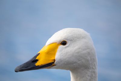 Close-up of seagull