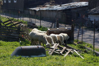 Sheep grazing on field