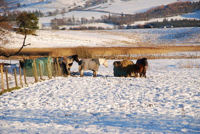 Dogs on snow field during winter