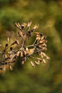 Close-up of flowering plant