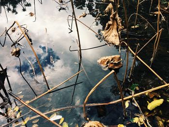 Close-up of dry leaf on water