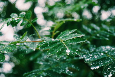 Close-up of raindrops on leaf