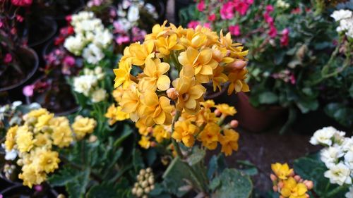 Close-up of yellow flowers blooming outdoors