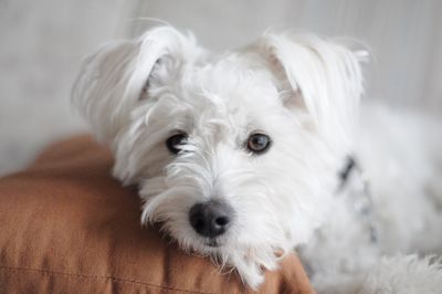 Close-up portrait of white dog at home