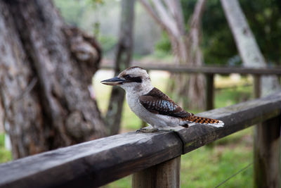 Close-up of bird perching on wood