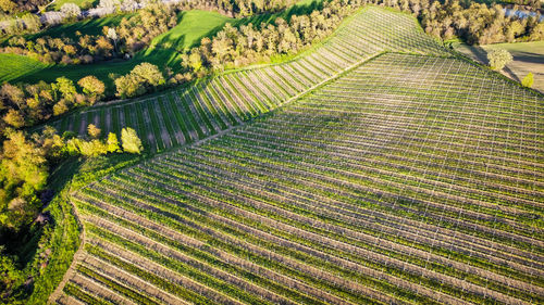 Full frame shot of agricultural field