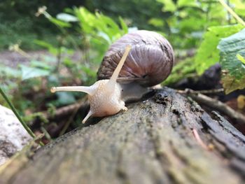 Close-up of snail on plant