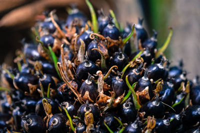 Close-up of palm fruit growing on plant