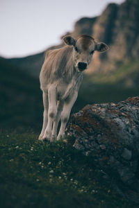 Portrait of horse standing on field