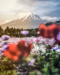 Close-up of purple flowering plants against sky