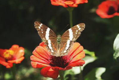 High angle view of butterfly on red flowers blooming at park