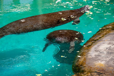 High angle view of sea underwater