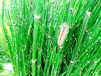 Full frame shot of green grass