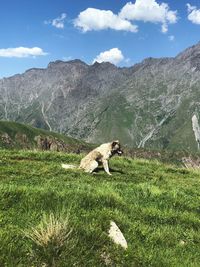 Dog on a mountain