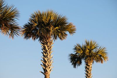 Low angle view of palm tree against clear sky